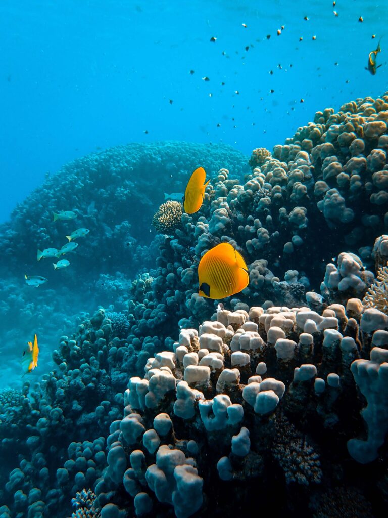 Красота подводного мира Красного моря в Египте. Коралловый риф: яркие рыбки, дайвинг.