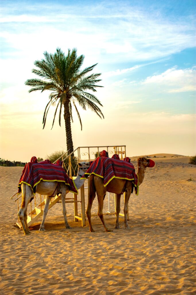 Красивый оазис в пустыне Сахара, Египет. Экскурсия на верблюдах по барханам.