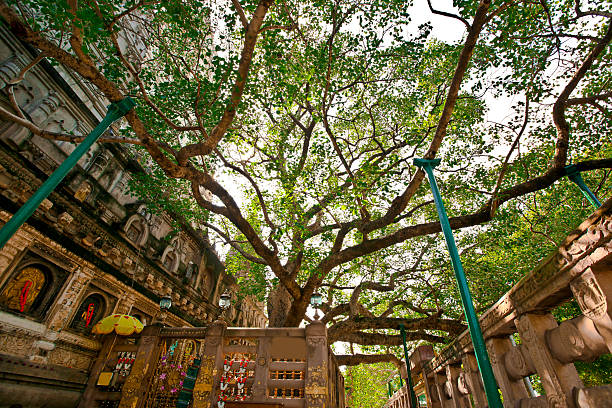 Дерево Бодхи Анурадхапура 